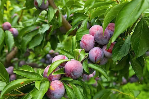 微信图片_20240904183957