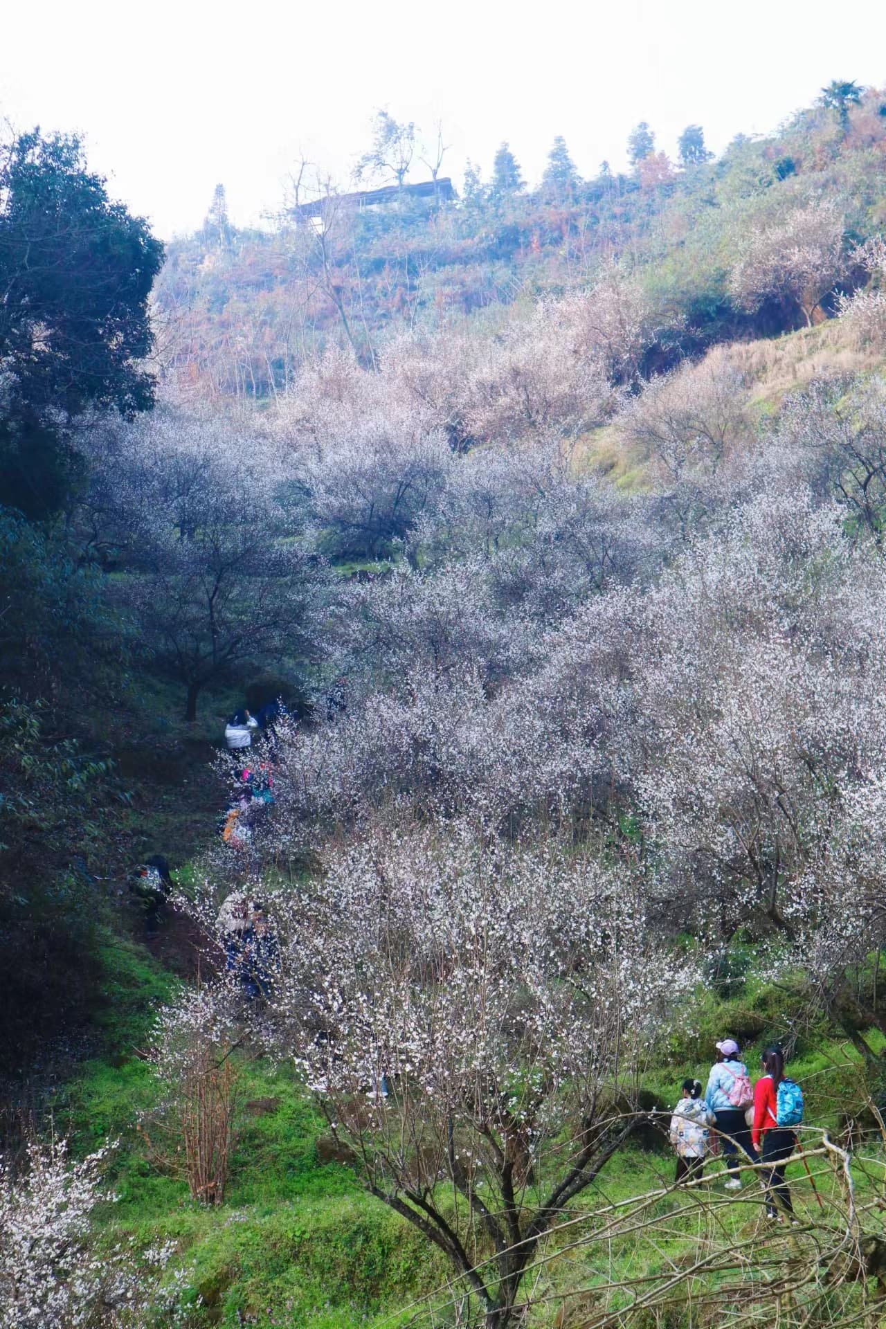 微信图片_20250209214609