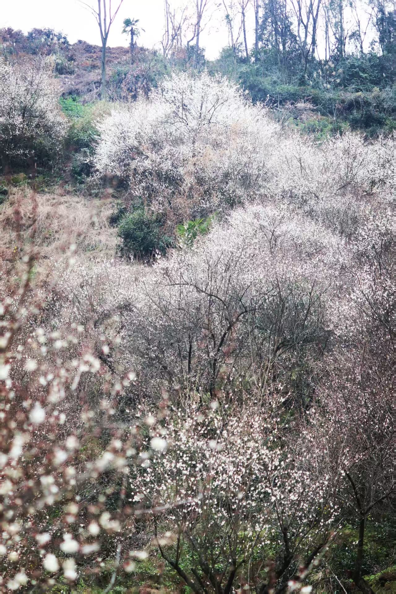 微信图片_20250209214622