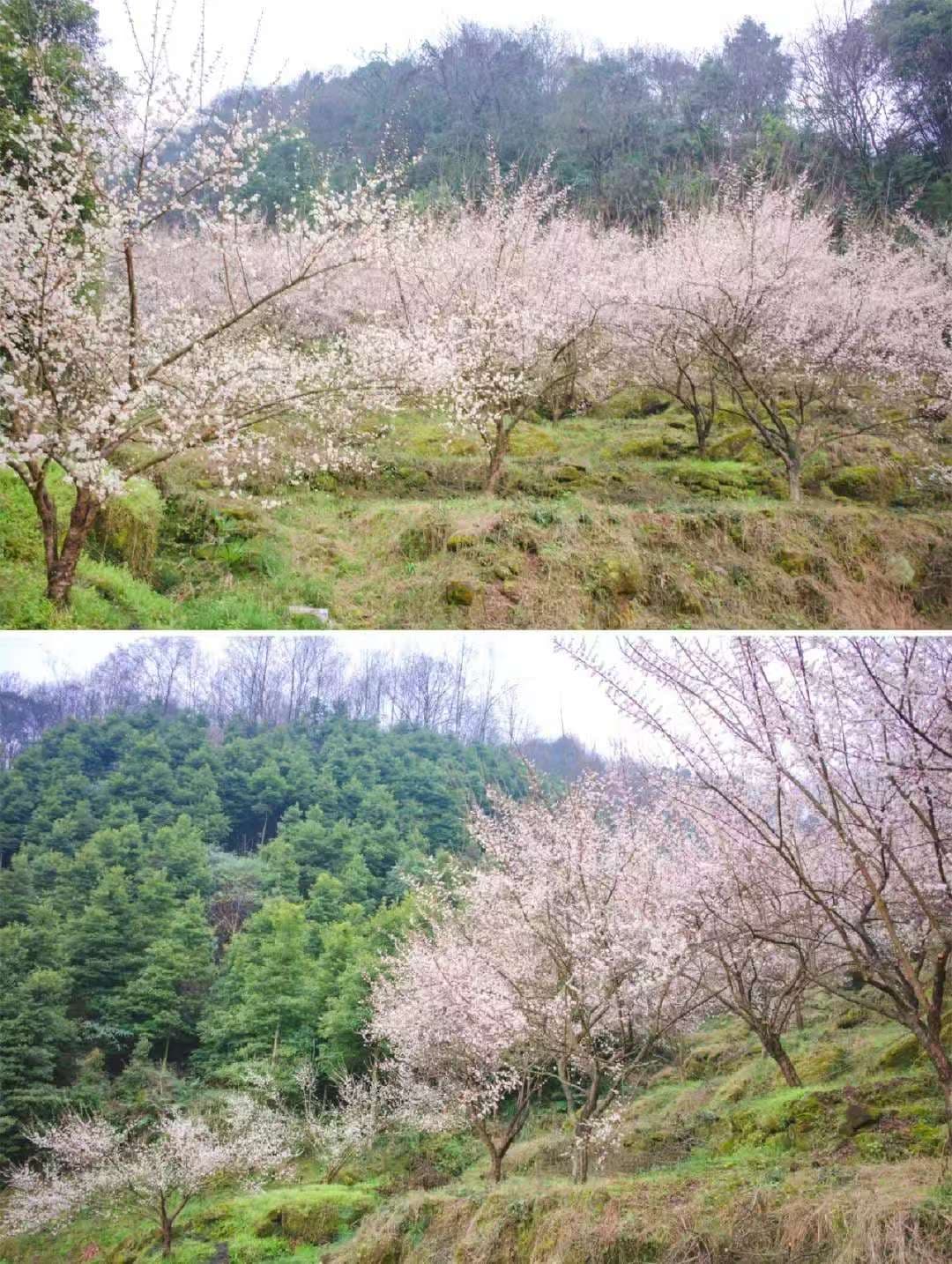 微信图片_20250209214616