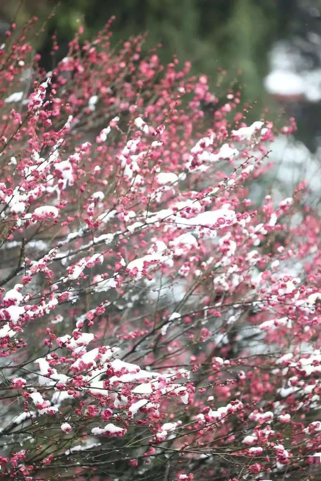 微信图片_20250209214706