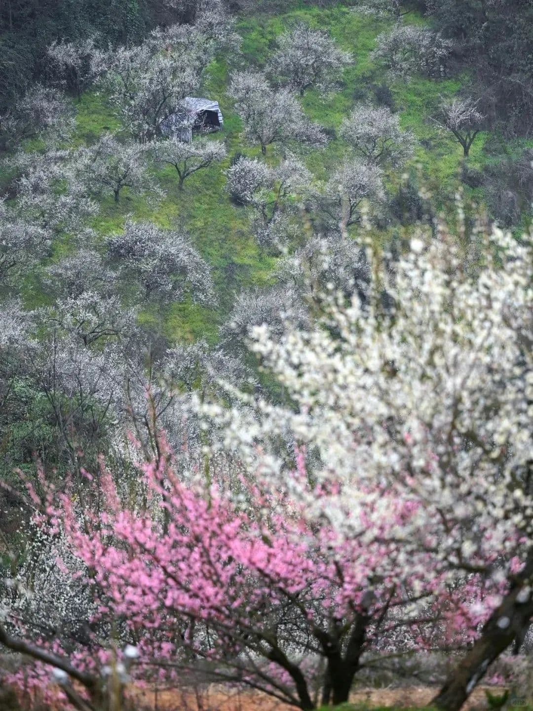 微信图片_20250209214640