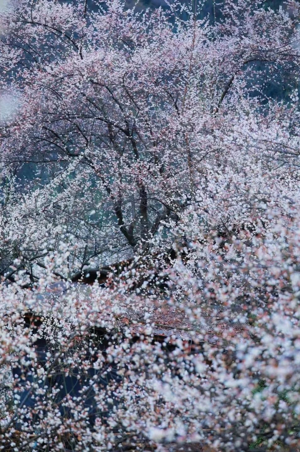 微信图片_20250209214604