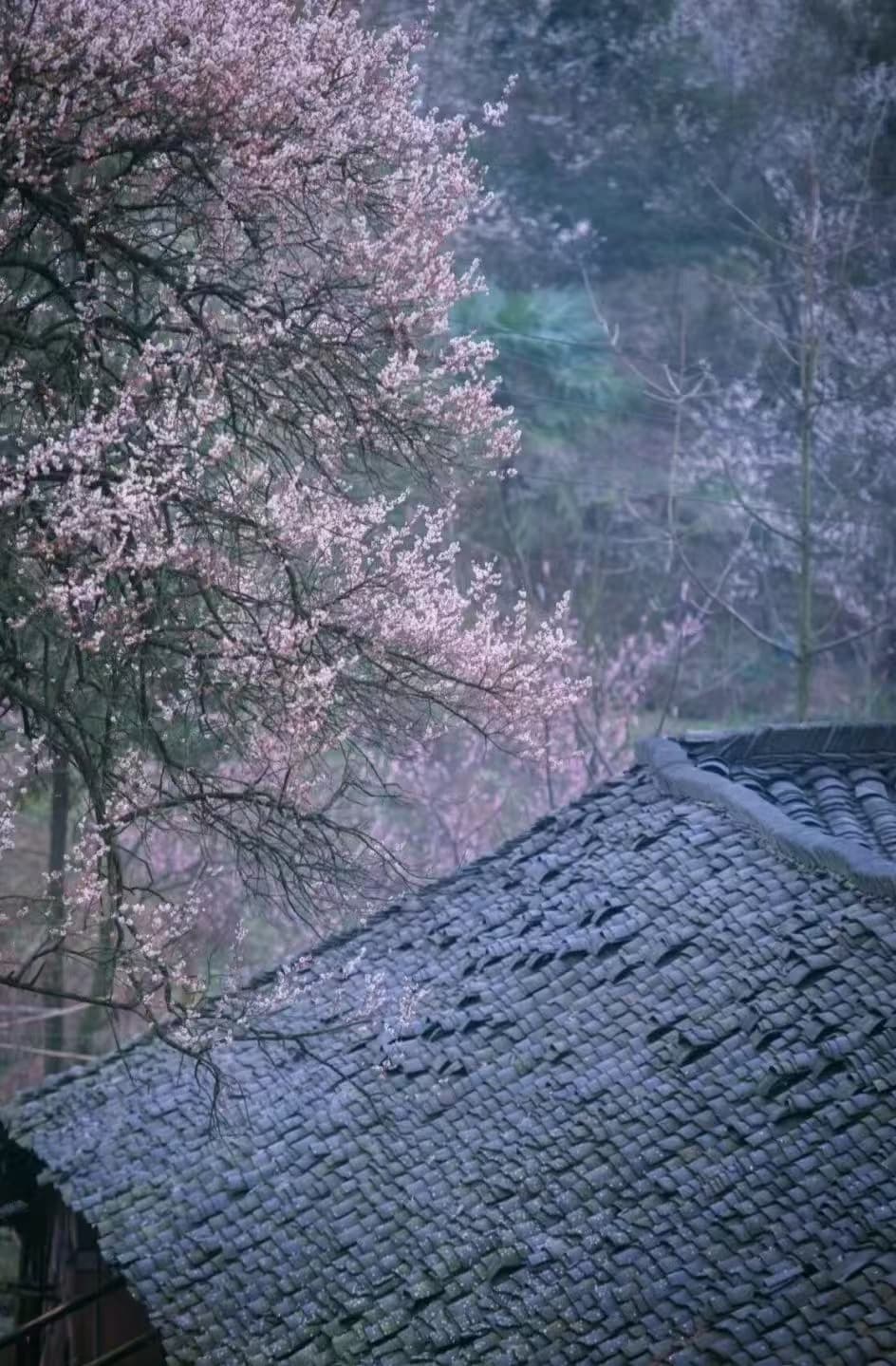 微信图片_20250209214633