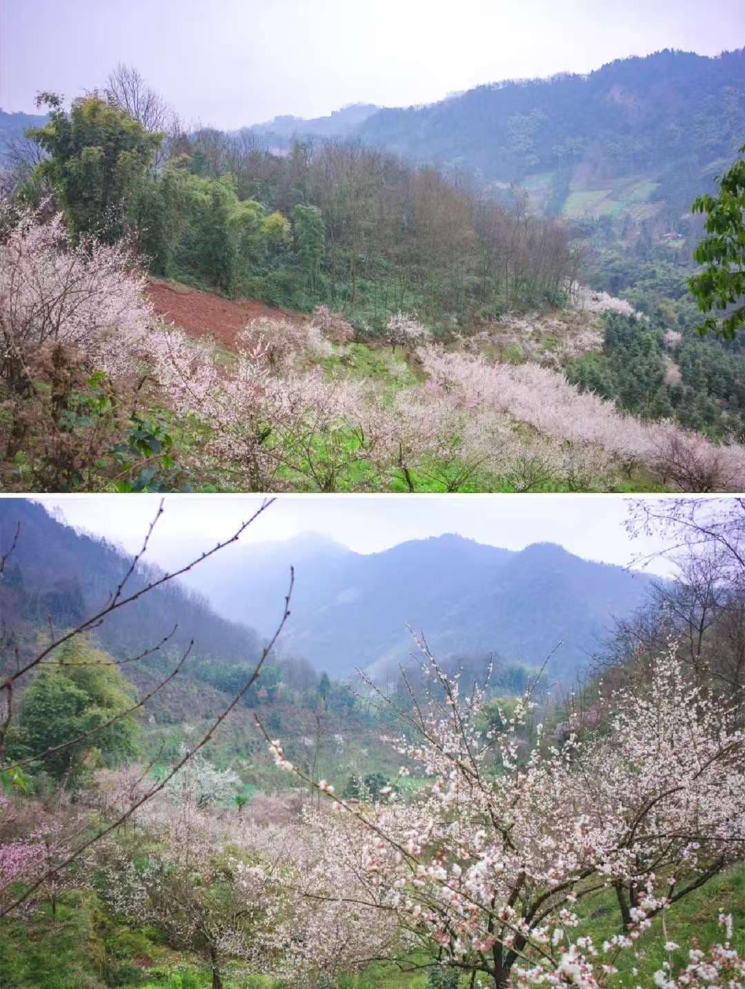 微信图片_20250209214613