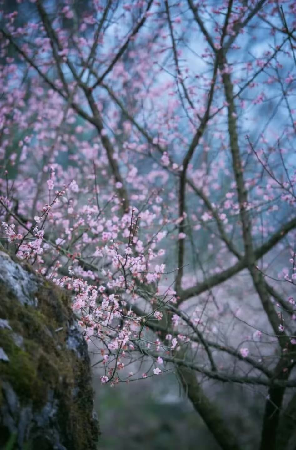 微信图片_20250209214536