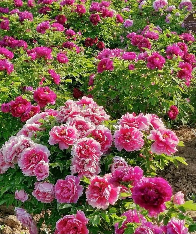 微信图片_20250421210738