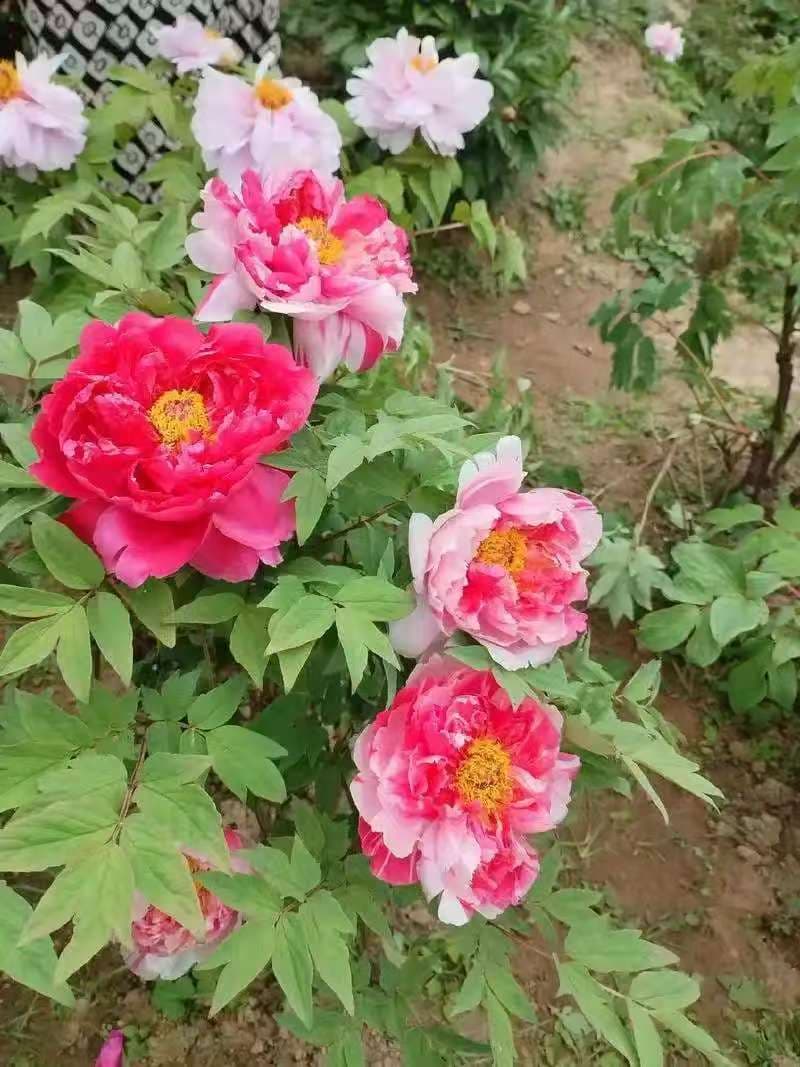 微信图片_20250421210733