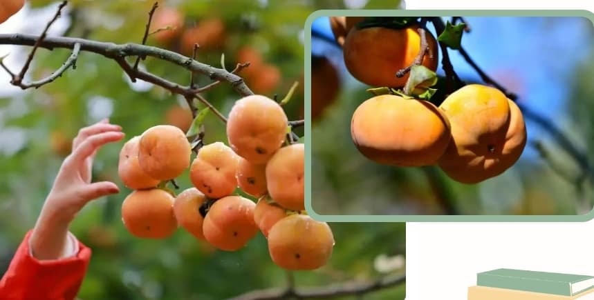 微信图片_20251107170237_250_1