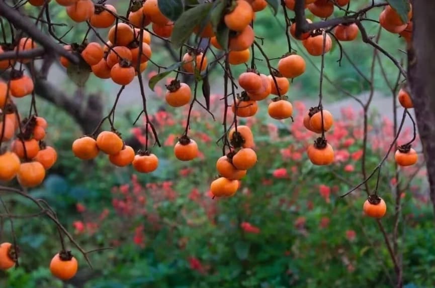 微信图片_20251107170240_251_1