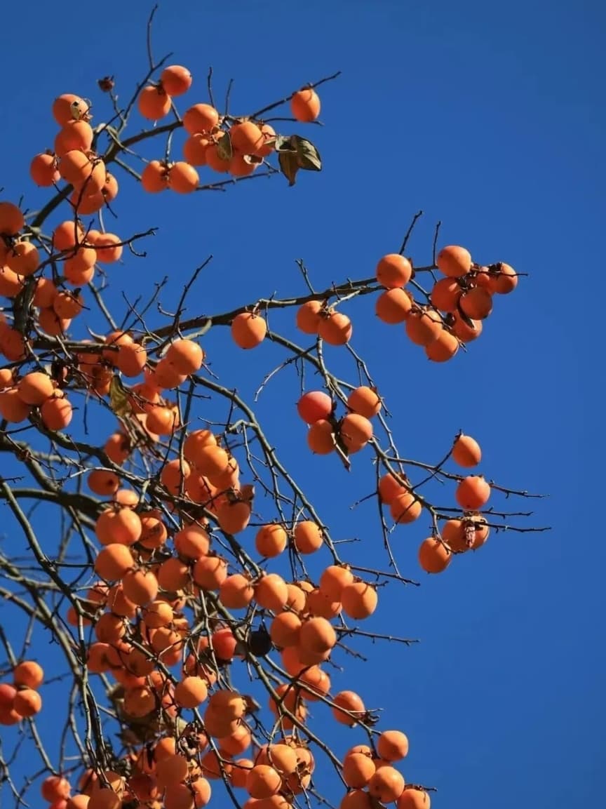 微信图片_20251107170233_248_1