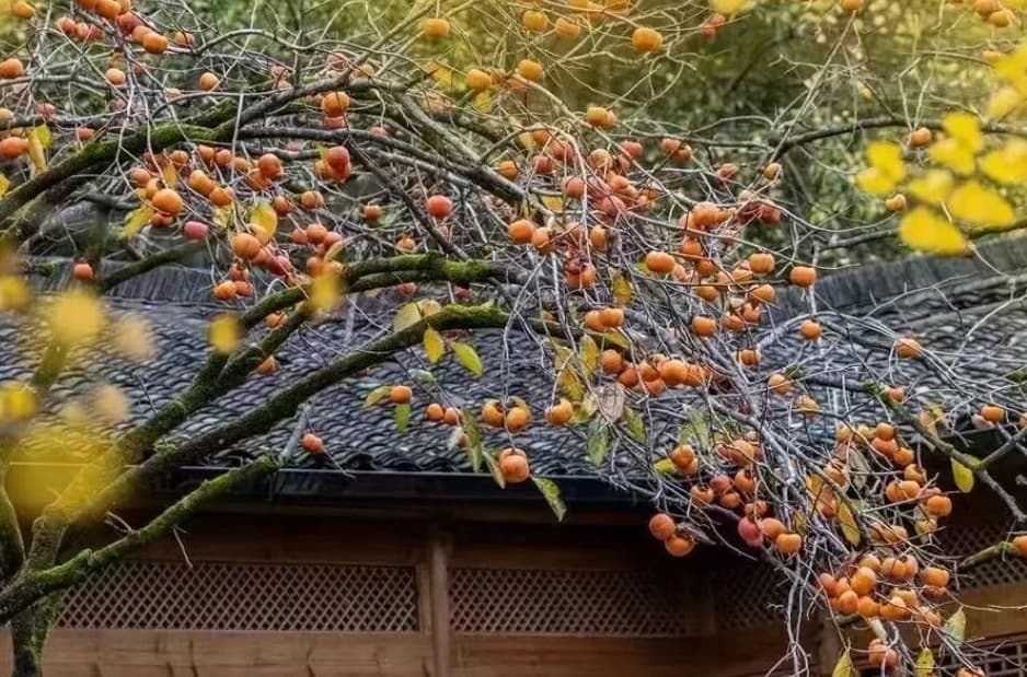 微信图片_20251107170214_246_1