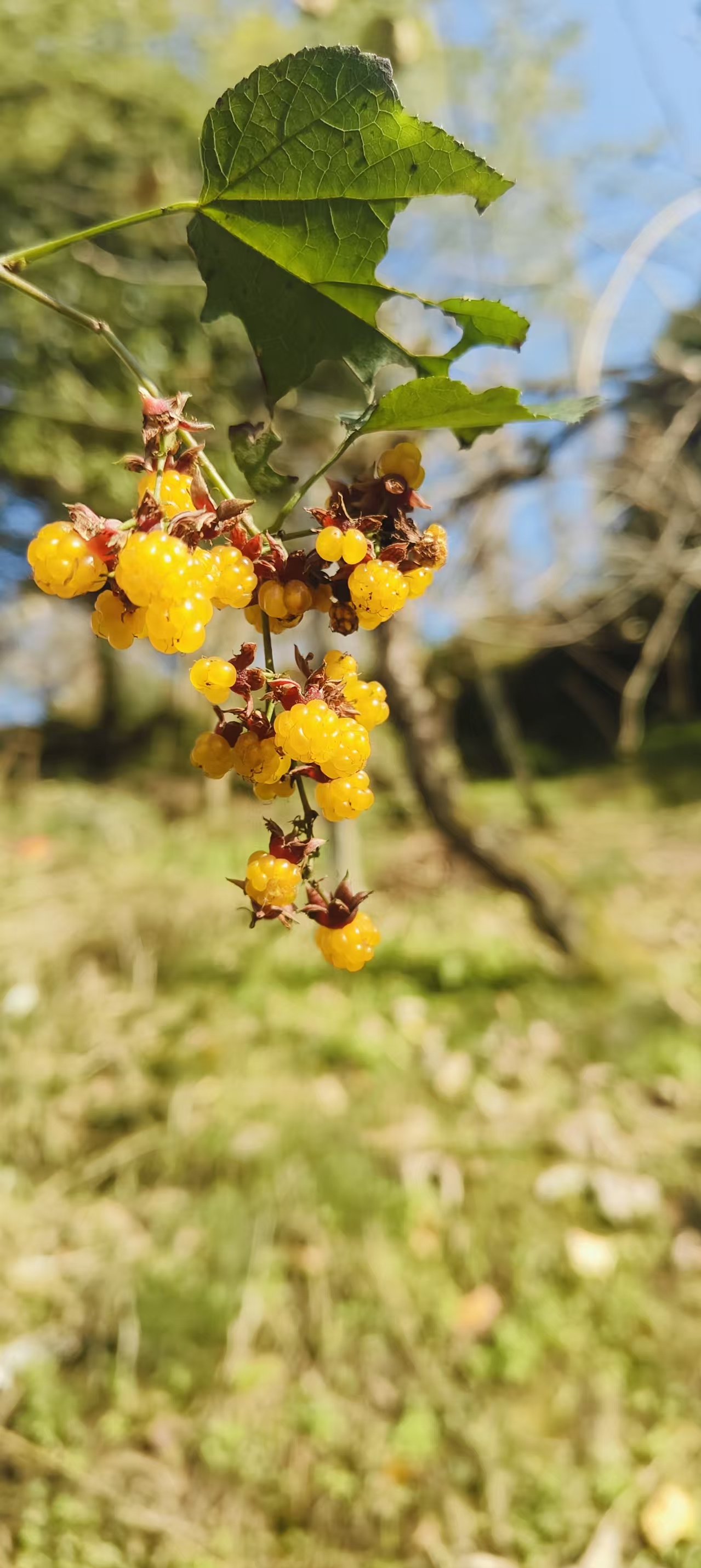 微信图片_20251128161534_544_1