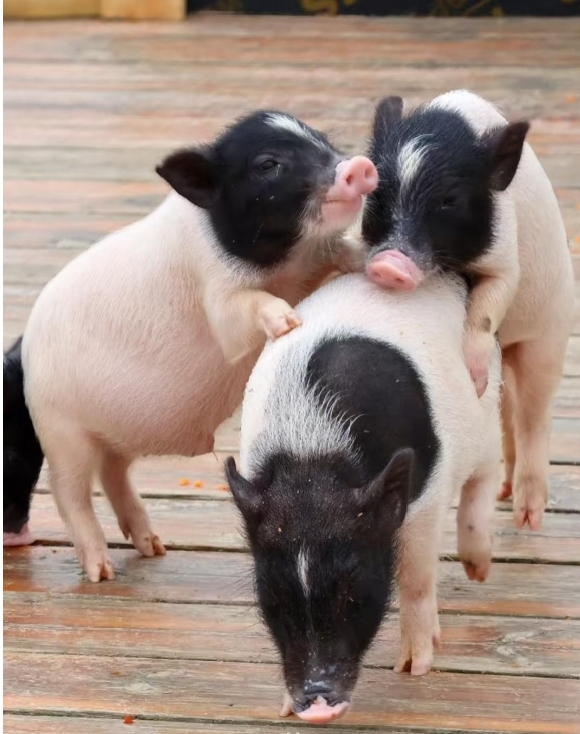 微信图片_20251222162941_694_1